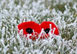 pic-poppies-in-the-snow_orig
