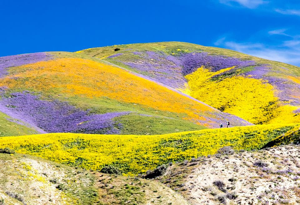 Fields of flowers