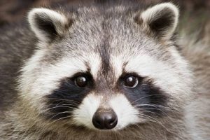 raccoon