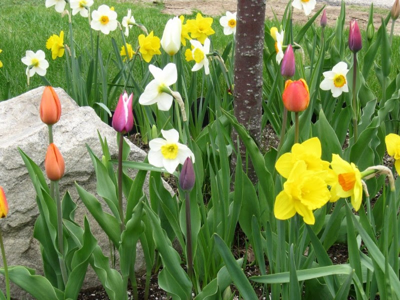 Spring Tulips and daffodils