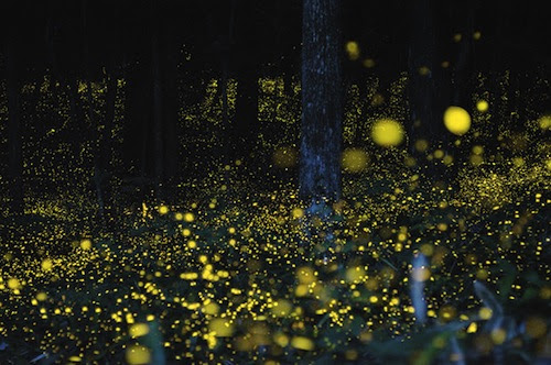 Photograph of Gold Fireflies in Japan