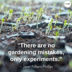There are no gardening mistakes, only experiments - Janet Kilburn Phillips