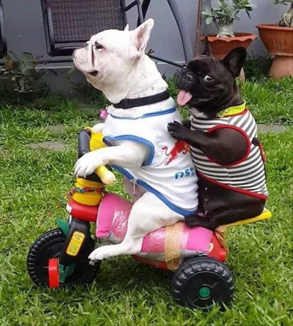 two dogs on a trike