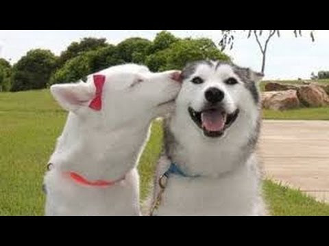 Two Husky Dogs kissing