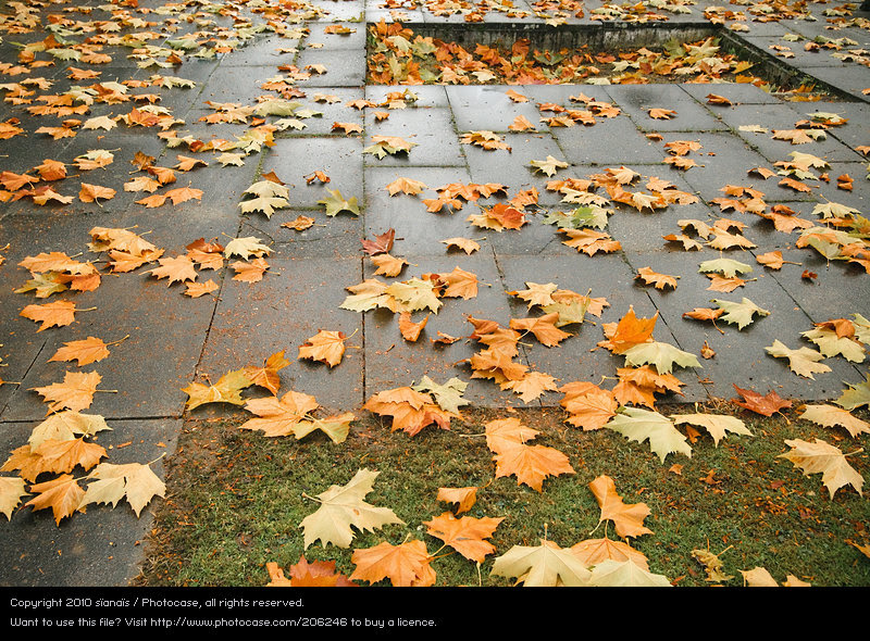 Leaves on the sidewalk in fall