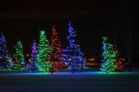 Christmas Trees lit up