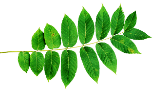 Herb of the month: Black Walnut Leaf